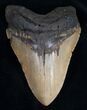 Nice Megalodon Tooth - North Carolina #11314-1